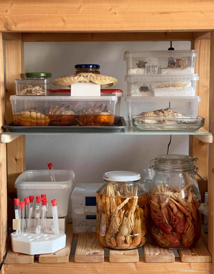 Hylla med glasburkar och provrör.